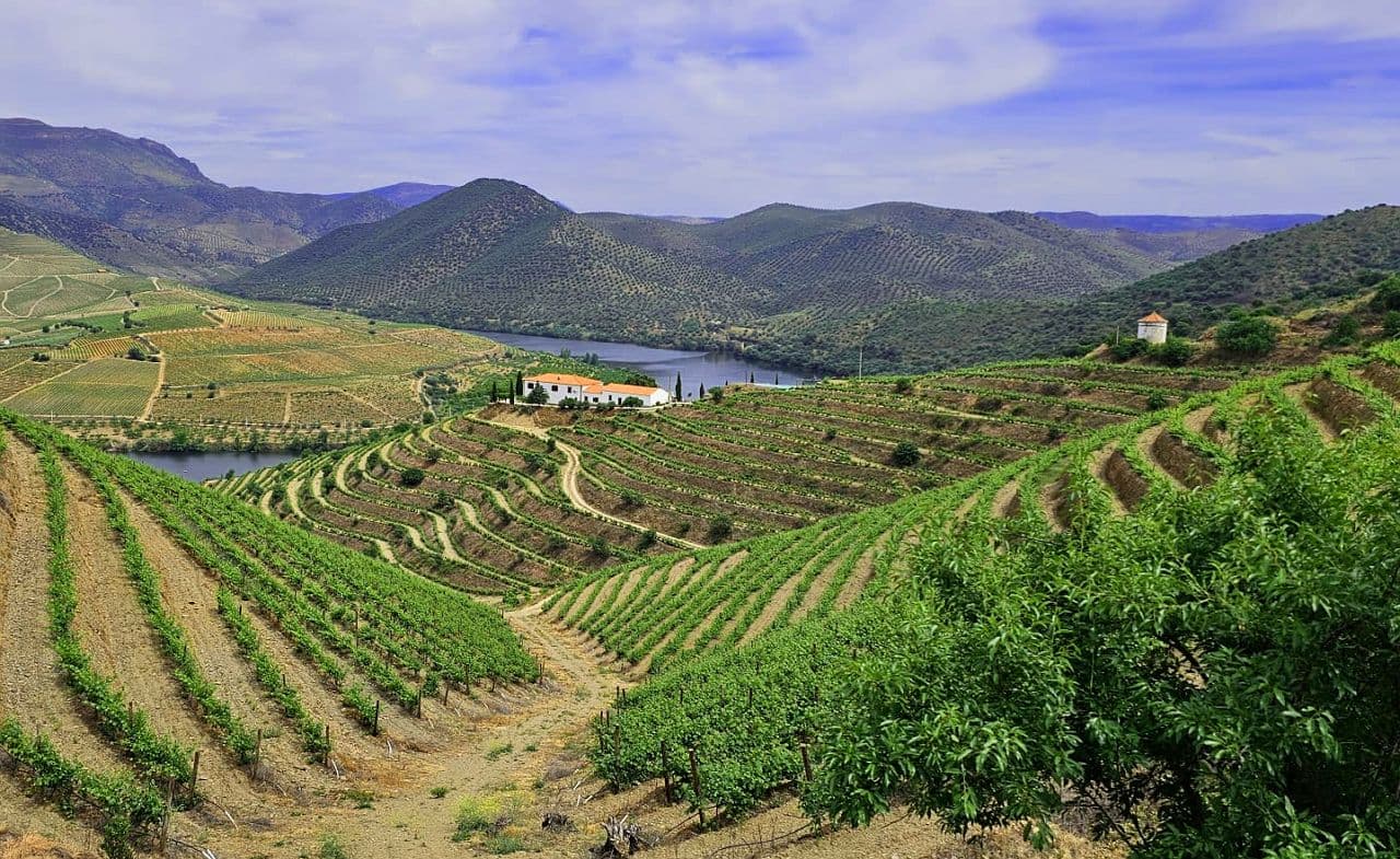Socalcos de vinha no vale do Douro